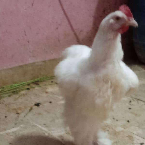 Fancy hen murgha murghi White heavy buff  Pair age approx 6 month 4