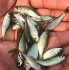 machli k bachy/fish