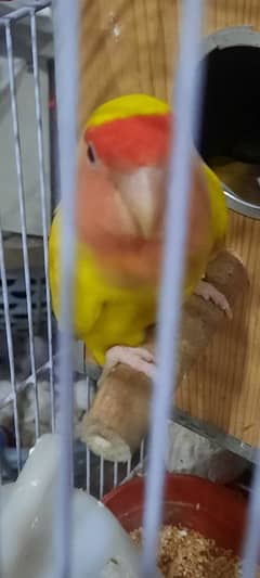 3 lovebirds for sale with cage