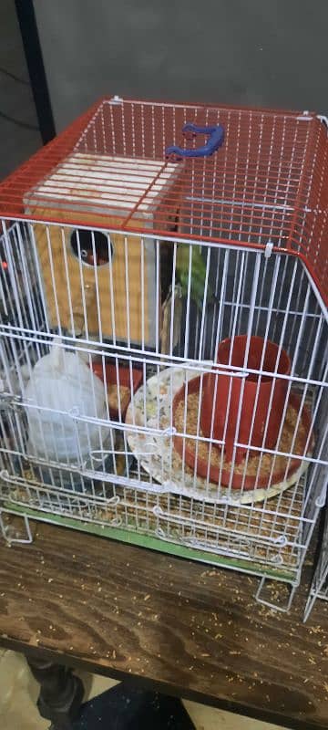 3 lovebirds for sale with cage 2