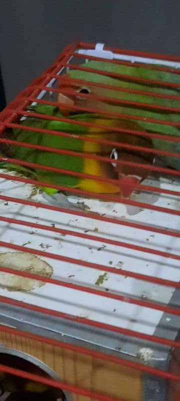 3 lovebirds for sale with cage 3