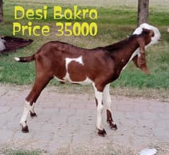 Desi Bakra