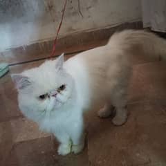 long court cat extreme punch face female persian cat