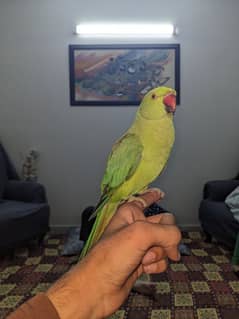 handtame green parrot female WHATSAAPP {03222694451}