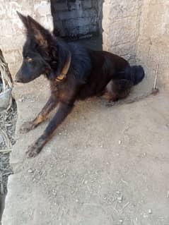 Black German shepherd dog