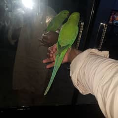 full tame grewn parrot