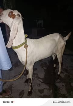 Bakri for sale