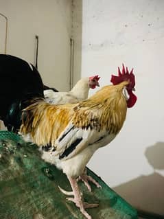 Mesri hens only 2 females for sale