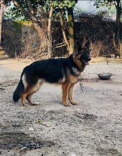 German shephard female breed 03232781302