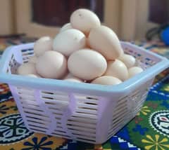 silkie's eggs avaliable