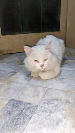 Persian Male Cat Exchange with aseel