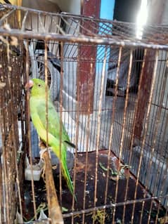 bird for sale