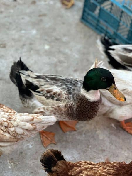 Home breed ducks pair 0