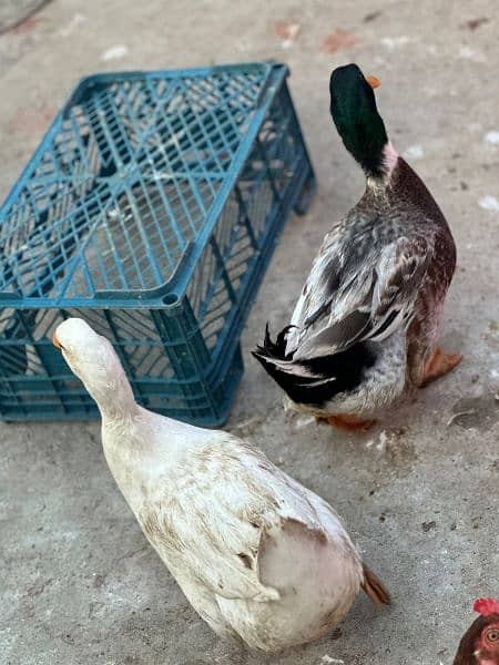 Home breed ducks pair 1