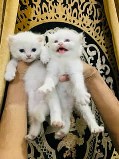 pair of Persian kitten for sale