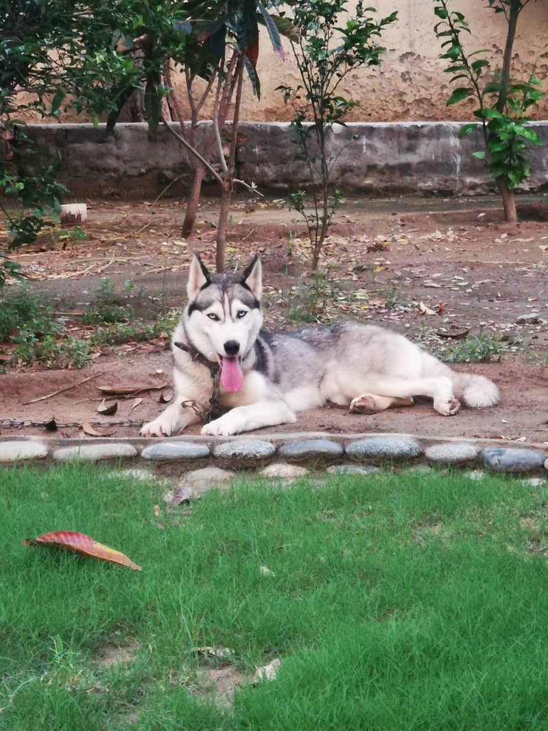 Siberian Husky blue eyes 2