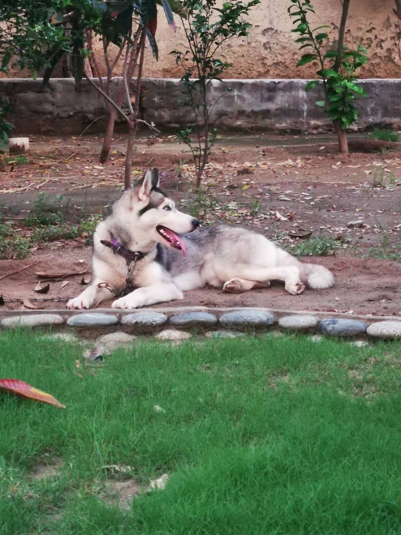 Siberian Husky blue eyes 3