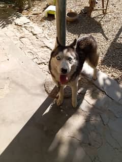 Husky Female Dog