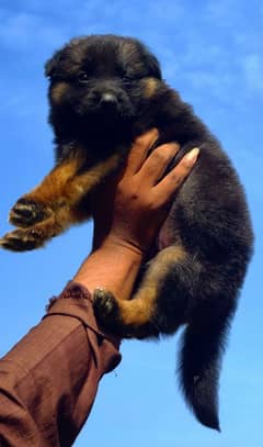 German Shepherd Female For Sale