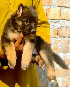 German shepherd female long coat for sale