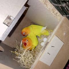 lovebirds breeder setup for sale