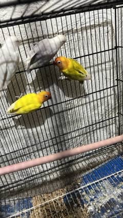 love birds pair for sale