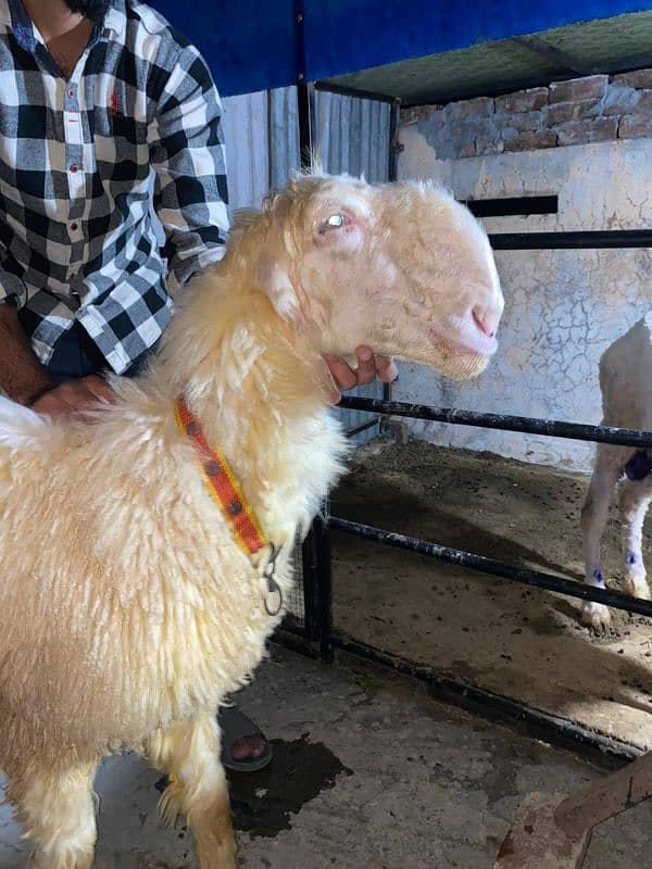 pure mundri sheep kaki buri 2