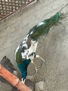 Beautiful peacock