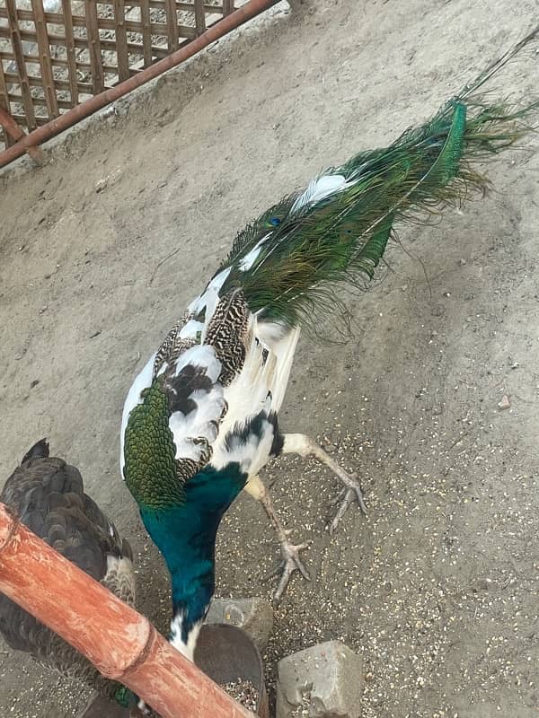 Beautiful peacock 0