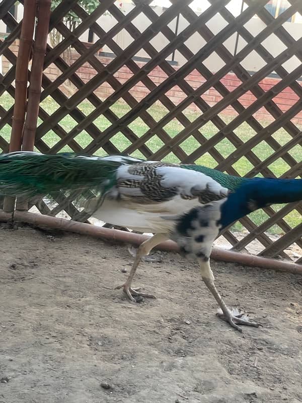 Beautiful peacock 1