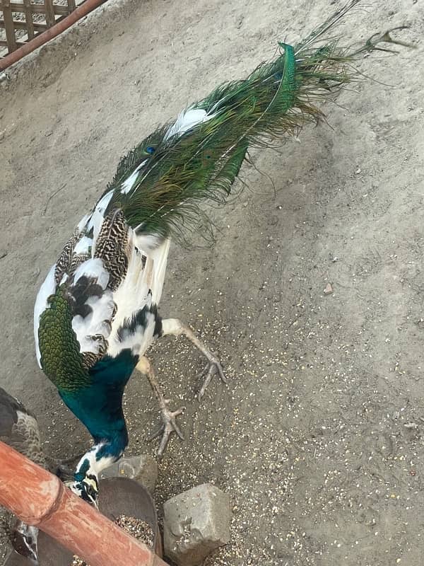 Beautiful peacock 3