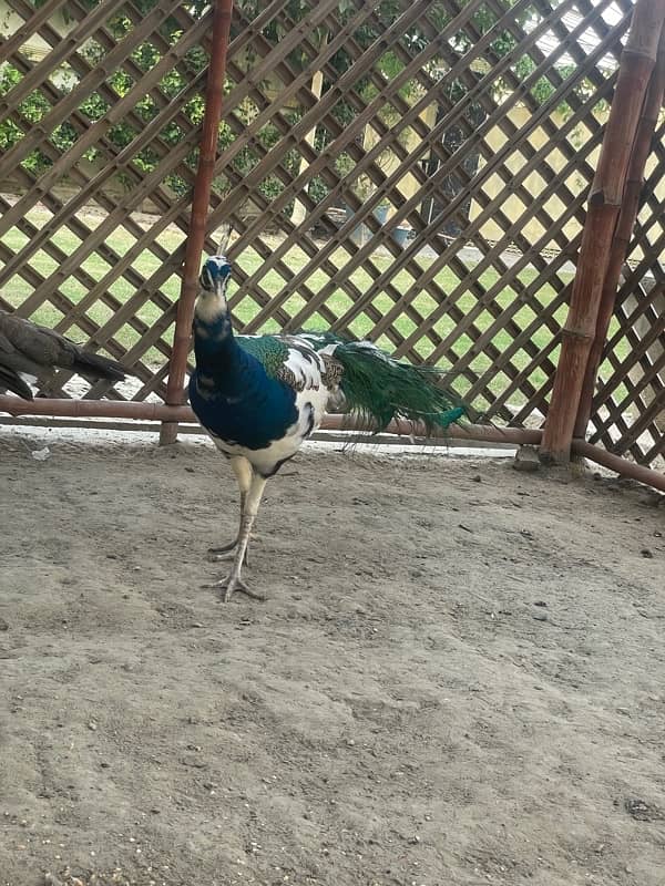 Beautiful peacock 4