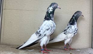 main nazeer wale kamagar pair for sale