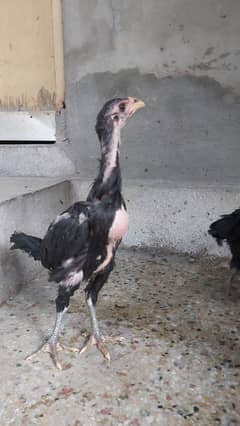 Shamo Aseel Females / Thai Aseel Neck Locker Chicks /Shamo Hens