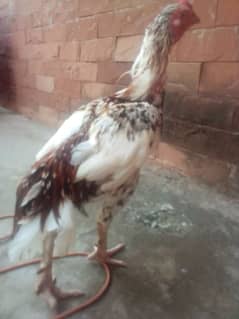 golden misri chicks 4 months,, aseel mianwali murga and aseel chick