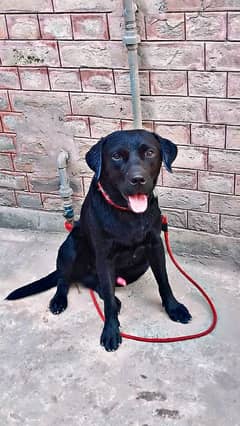 Labrador