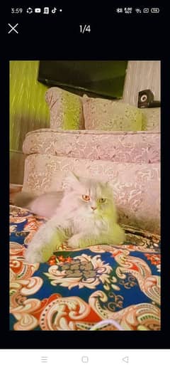 Persian cat