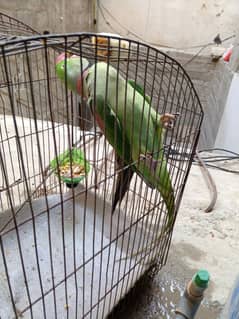 Pahari parrot