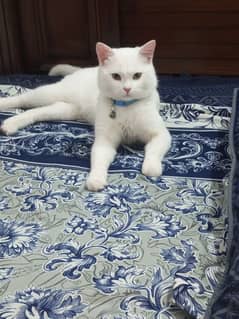 Cute Litter train male persian cat.