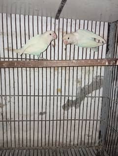 albino black eyes 100% breeder pair