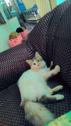 Persian / Kitten / Triple coat / Cute Cats / Fluffy Cat / small kitte