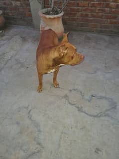 pitbull dog