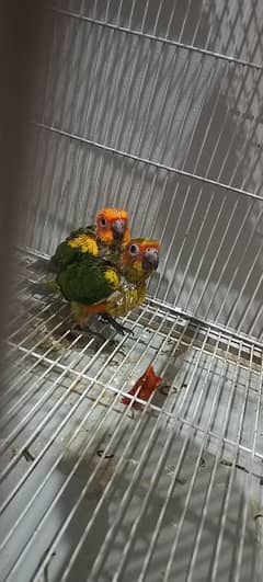 Sunconure Near To Self Pair