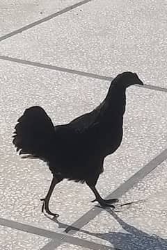 Hen Pure ayam cemani 6 months age