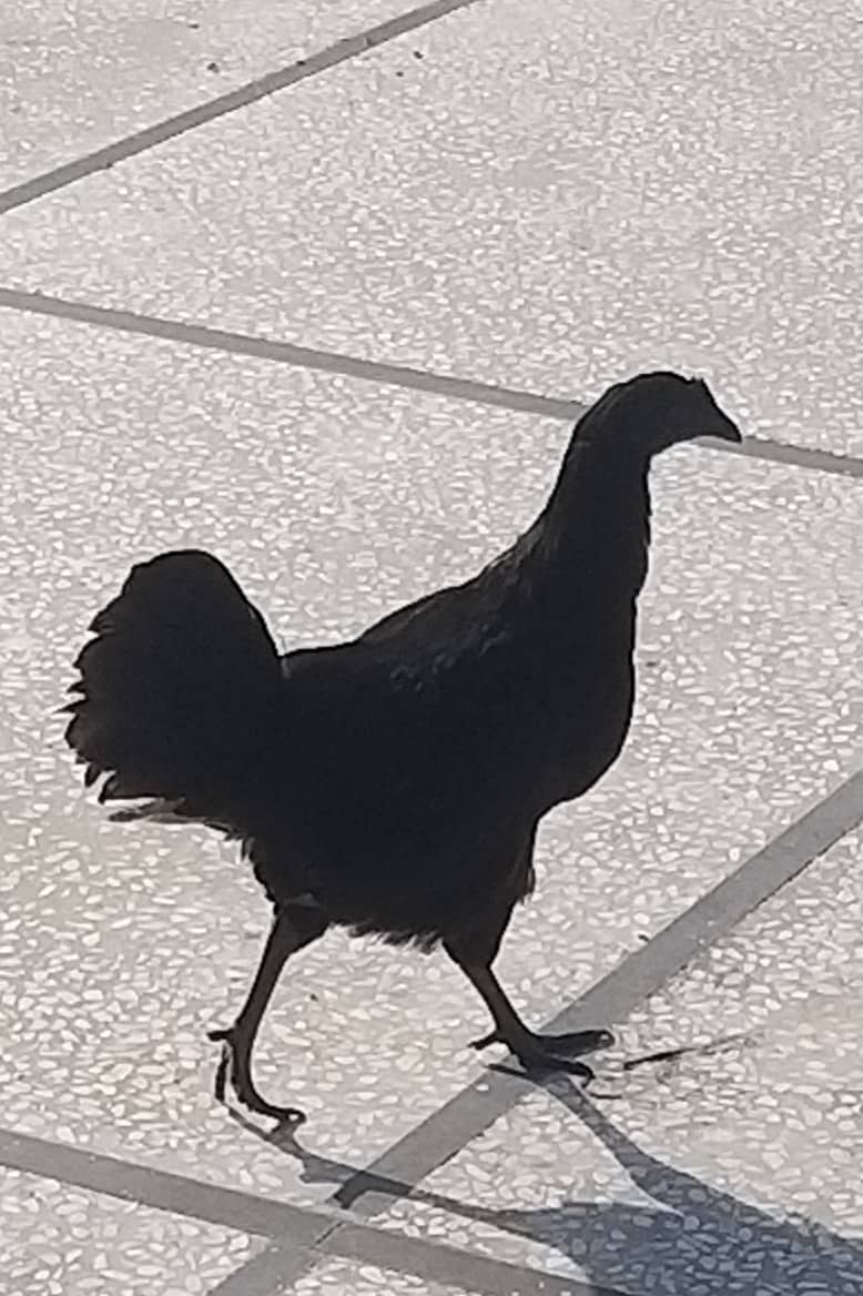 Hen Pure ayam cemani 6 months age 0