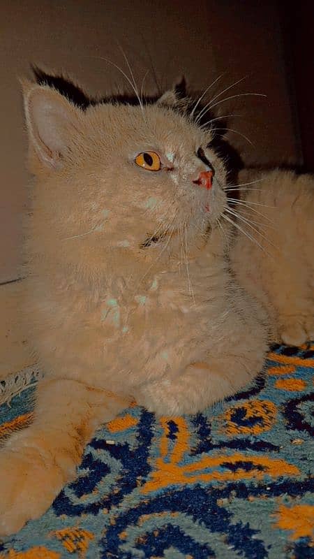 Beautiful Persian Cat 0