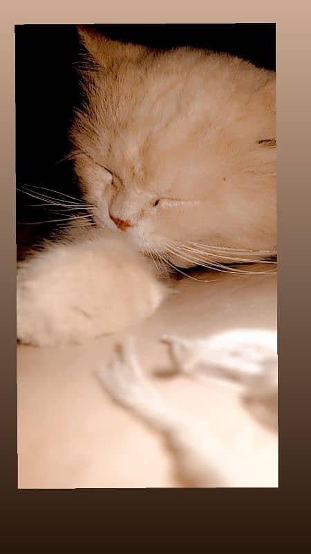 Beautiful Persian Cat 1