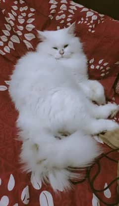 Persian White Cat (Male) For Sale