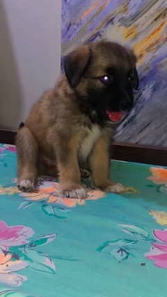 I want to sale my 2  month old puppy