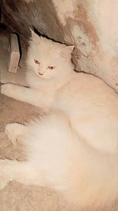 Persian Female Cat